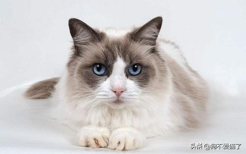 猫咪尿频尿少是什么原因:猫咪会因为不开心尿频吗？猫咪尿频是什么原因？