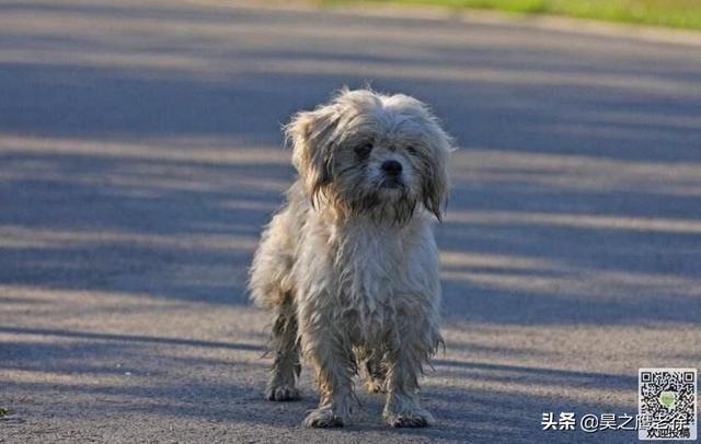 海阳宠物犬领养:耗尽家财，去收养大量病残流浪狗，值得提倡吗？
