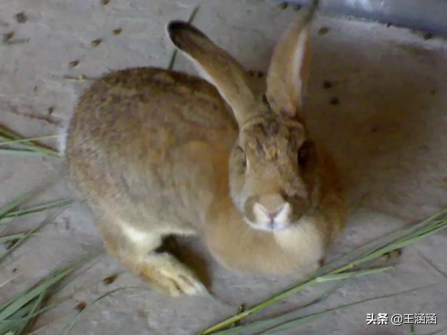 养兔子:农村规模养兔，是放养长得快，还是笼养长得快，怎样好养？