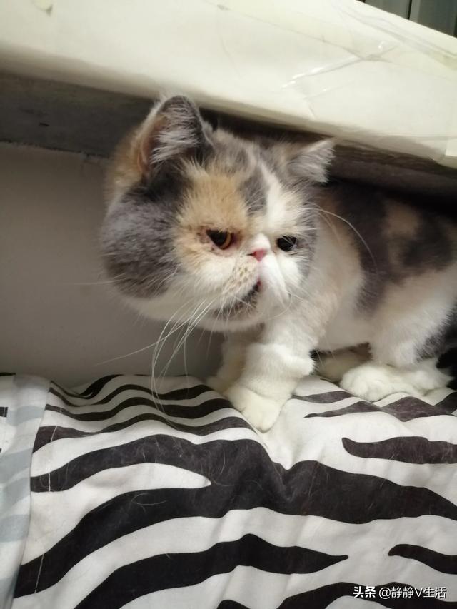 25磅蓝钻猫砂能用多久:蓝钻猫砂25磅有多少 养猫咪都需要准备什么，一个月花销大概是多少？