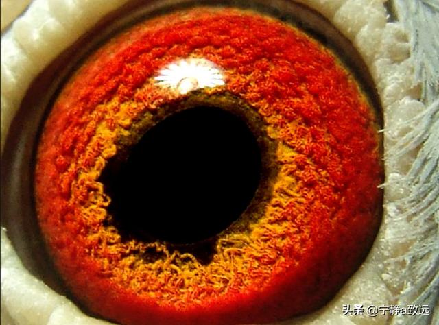 最快速的信鸽眼砂图片:鸽子深色黄眼怎么区别好与坏？
