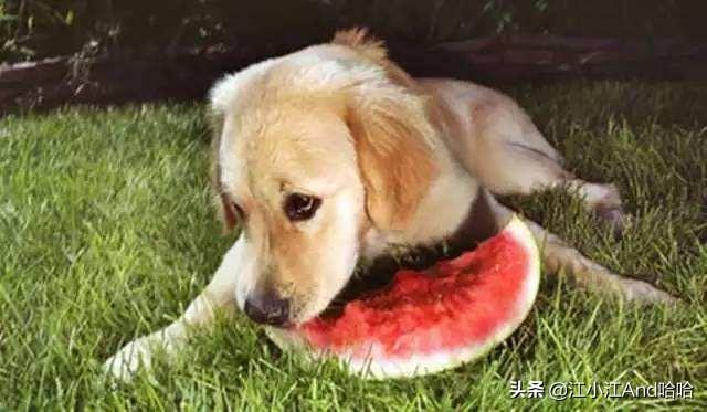 成犬哈士奇吃什么狗粮好:养哈士奇应该都喂它吃什么呢？