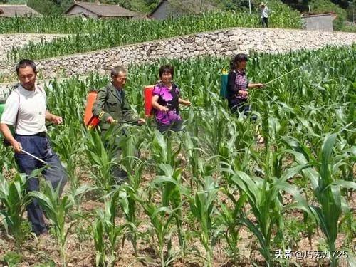 大卫溴敌隆价格:玉米出苗了，田里的草很大，咋办？