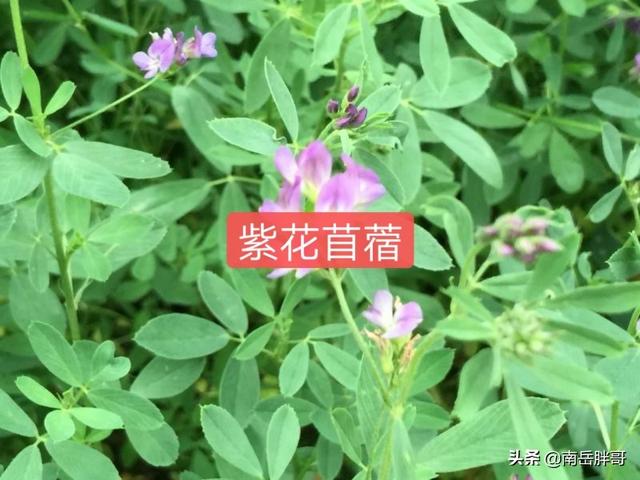 养羊种植什么牧草好:回河南老家搞养羊，种植燕麦做饲草怎么样？应该怎么做？