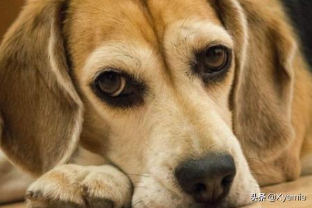 哈士奇犬胃炎症状:哈士奇拉稀特别频繁，怎么回事？