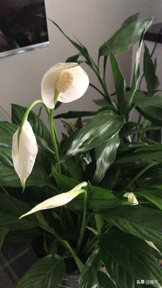 祖母绿的寓意,木佐祖母绿跟普通的祖母绿有什么区别？