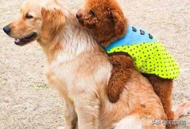 北京宠物狗贝生吉犬的性格特点:贵宾犬常见的性格有哪几种呢？