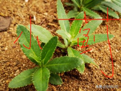 胜红蓟和假臭草的区别:棉田出龙葵和田旋花用那种除草剂好？