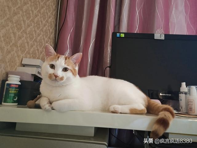 猫咪吃什么天然猫粮好:暹罗猫吃什么猫粮好？要怎么选择？