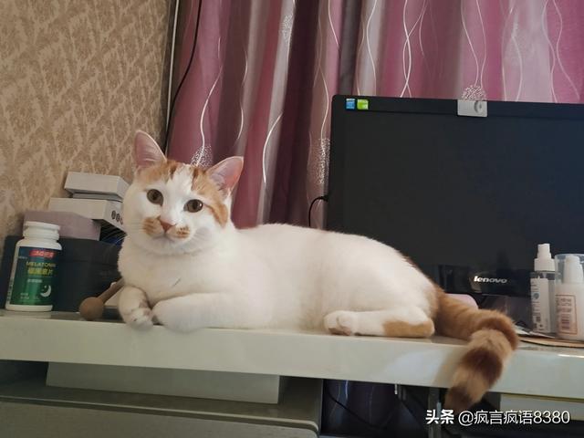 猫咪吃什么天然猫粮好:请问猫咪到底吃什么猫粮好呀，选到头秃？