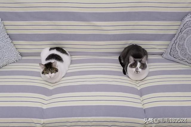 愤怒的猫咪:准备给脾气大的猫洗澡，有什么好的建议？