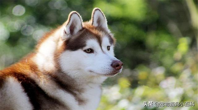 哈士奇性格:养哈士奇的好处与坏处是什么？