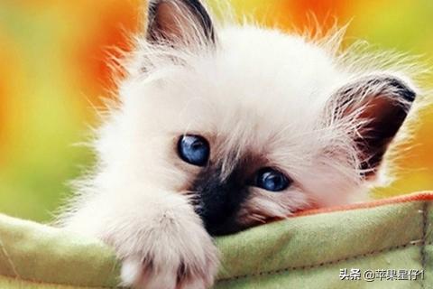 猫癣:宠物店治猫癣贵吗？猫咪长癣是不是一定要去宠物店处理呢？