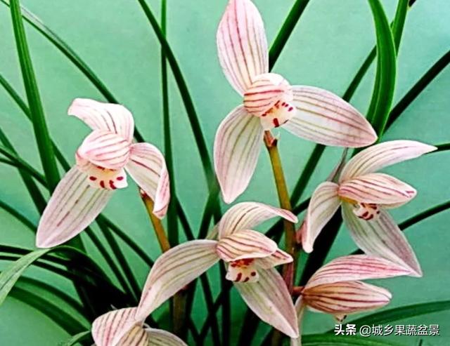 莲瓣兰叶长1米算是莲瓣兰吗？怎么养？