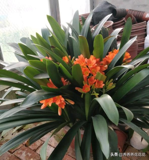 头条问答 带花苞的君子兰栽上后开花了 就是服盆吗 10个回答