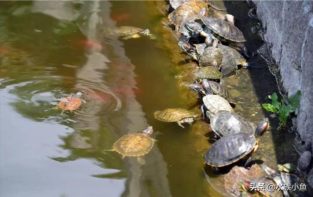 巴西龟为什么不能放生，家养了六只巴西龟，差不多一年多了。该不该放生呢