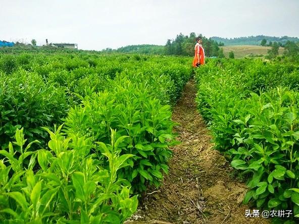 农村种植药材有提高收入的可能吗？