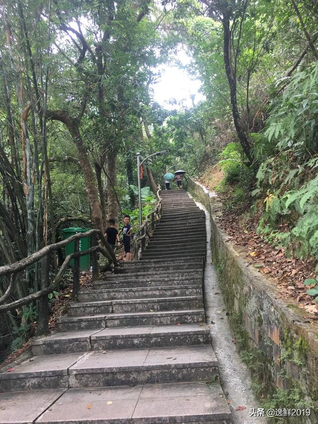 荷花玉兰拟毛刺线虫病:为什么松树线虫病对松树的危害很大？