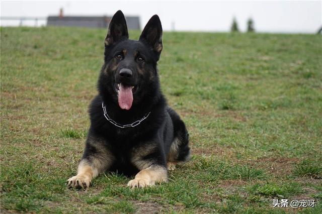 东德国牧羊犬吧:东德牧羊犬和西德牧羊犬相比，谁的战斗力更强？为什么？ 东德国牧羊犬的图片