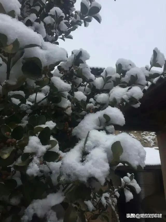有哪些关于雪的好文章或者诗句呢？历史典故也可以？