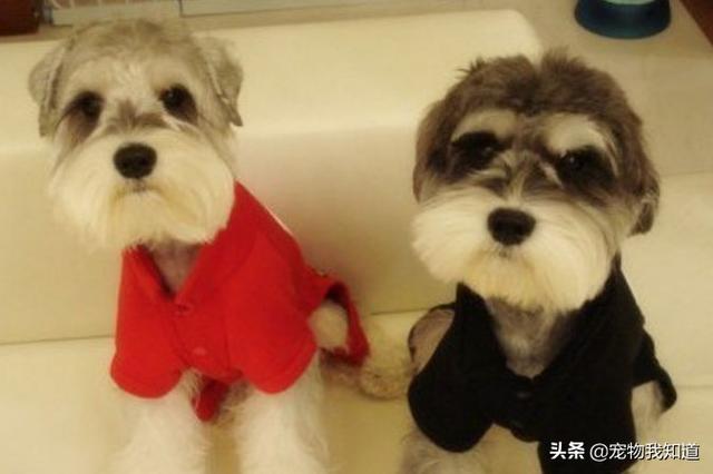 养英国雪达犬是种怎样的体验:你饲养雪纳瑞的过程中有什么辛酸史？