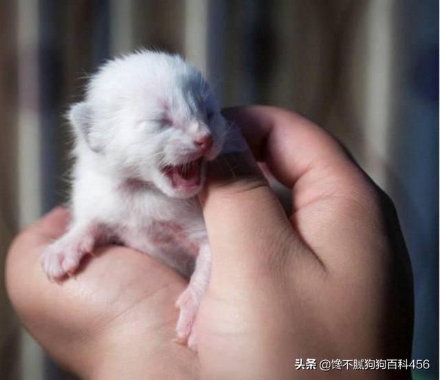 素力高海藻粉对猫咪的作用:哪些猫咪生活不能自理，流浪就无法生存？