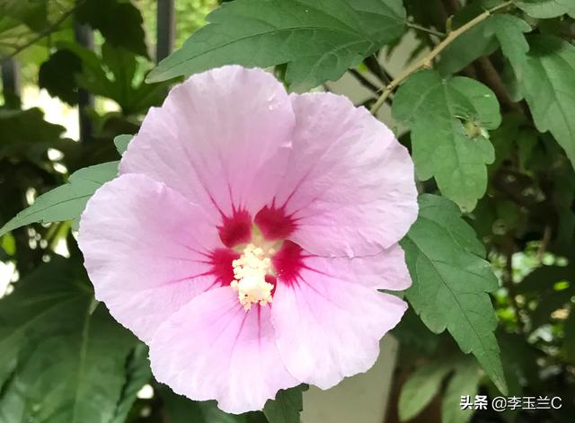 以前也没想着微信会火,就把微信号设置成了身份证号,但是没有后4位,会不会有风险啊？