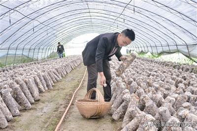 种菜创业，我想回乡做蔬菜种植，大家看前景如何