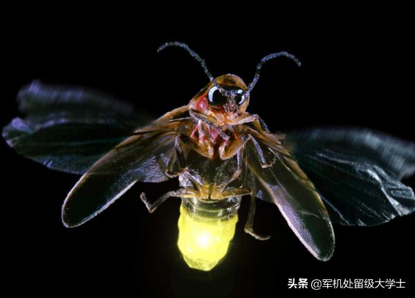 萤火虫为什么会发光:为什么萤火虫的屁股会发光？