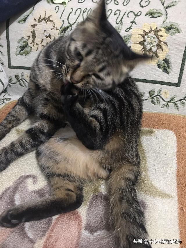 暹罗猫吧尿床上:猫总在床上撒尿怎么回事？