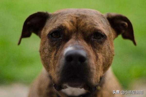 比特名犬介绍:比特犬的战斗力强大吗？有哪些狗可以打得过它？