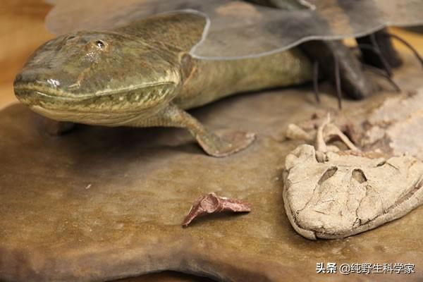矛尾鱼:矛尾鱼被认为是鱼类向陆生动物进化的关键一环，为何是生活在深海