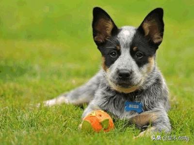 世界犬种智商排行图:猎犬排名第一的是什么犬世界智商排名第一的是哪种？