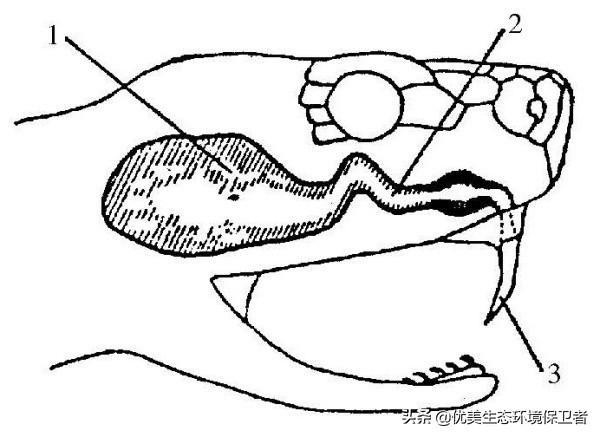 农村老人说，吃被眼镜蛇咬过的土鸡才是一等一的美味，这是真的吗？插图63