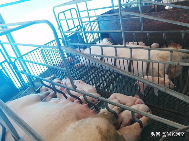 微型猪养殖:怎么建一个合格的300头的养猪厂？