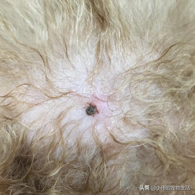蜱虫狗:蜱虫能让狗生病吗？会怎样？