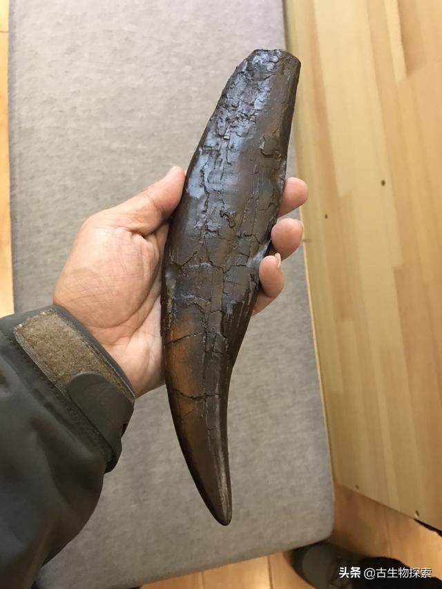 裂脚亚目恐龙排行:亚目坚尾恐龙介绍 世界上最厉害的恐龙是什么，为何？怎么画？