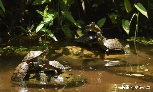 小观赏龟图片:想养乌龟，小龟，好看点的，关键好养的，推荐一下？