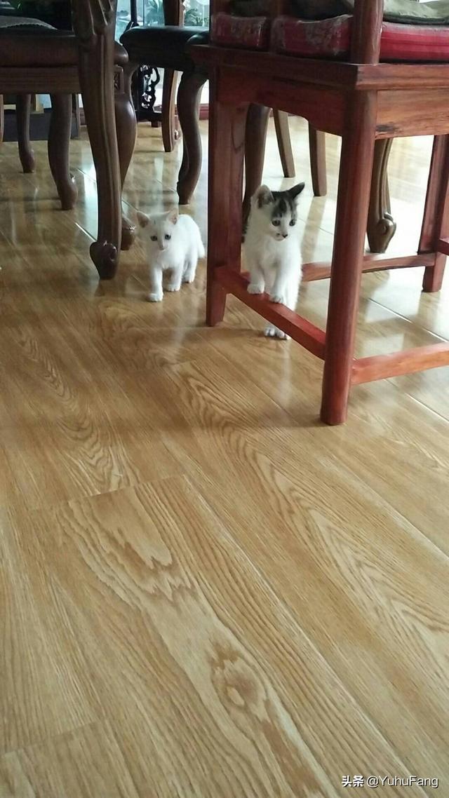 爱心宠物医院:领养回来的流浪猫超级怕人怎么办？