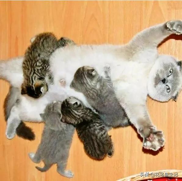 猫咪怀孕多久能检查出来:如果猫咪怀孕了，能看出来吗？