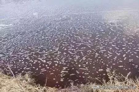 地下水养日本对虾:地下温泉水可以养白对虾吗 南美白对虾糠虾转仔虾水质为什么容易变？