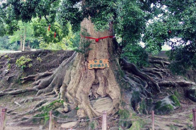 桢楠树80cm高需要几年:为什么没人种植金丝楠木？