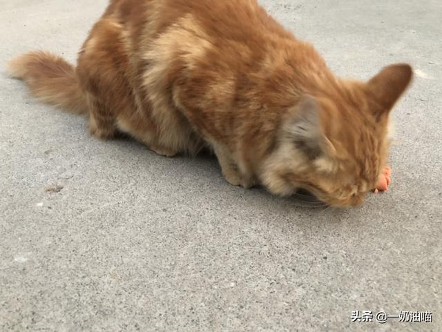 怎么判断自己家猫品种:怎么看猫咪是流浪猫还是家养猫？