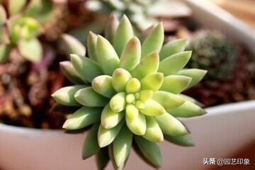 千佛手多肉:千佛手多肉怎么修剪造型 多肉植物千佛手怎么养谁比较懂？哪位网友晓得？