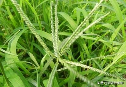 印加无毛犬形态特征及生活习性:树状月季是什么?开花多吗？ 中型印加无毛犬