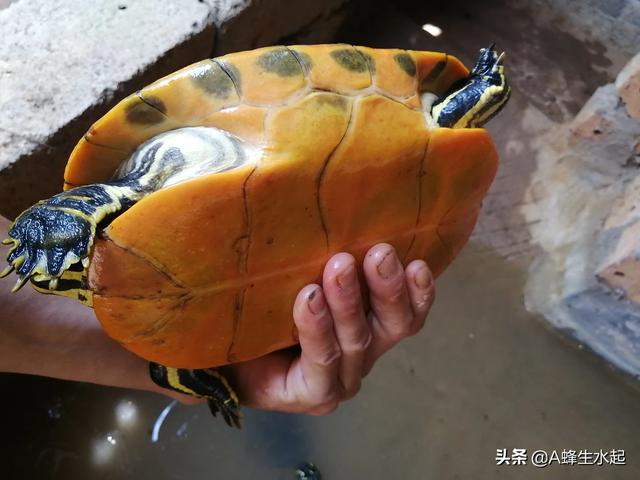 三线闭壳龟价格:金钱龟哪里有卖，购买金钱龟需要注意事项？