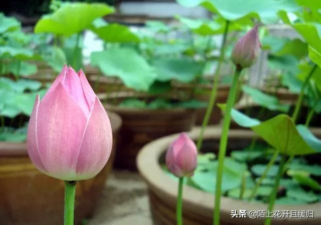 荷塘泥可以放苦力泥鳅:荷塘泥要配木炭吗 泥鳅如何养殖？在养殖过程中要注意哪些问题？