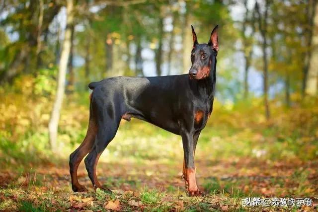 世界十大名犬排名视频:“下司犬”列入世界名犬，猎犬战斗力如何？只在贵州有吗？