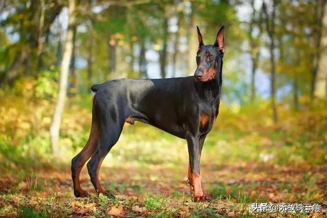 世界犬种智商排行图:世界排名前10种最聪明的犬是哪些？