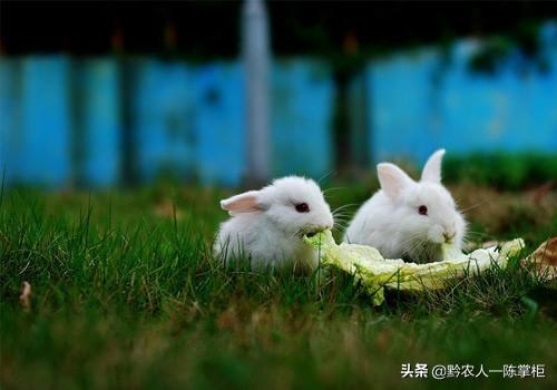 不喂养动物的宣传画:为什么不能在动物园里投喂动物？